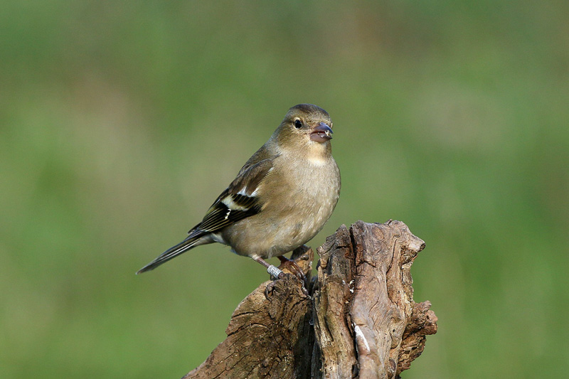 Fringuello (Fringilla coelebs)